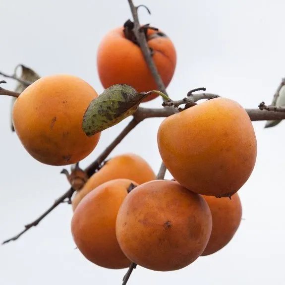 thumbnail for publication: Healthy Harvest: Florida Fruit and Nut Crops